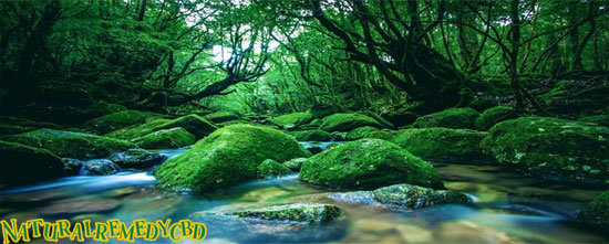 Hutan Tropis, Habitat, Sumber Daya Alam, dan Pengatur Iklim